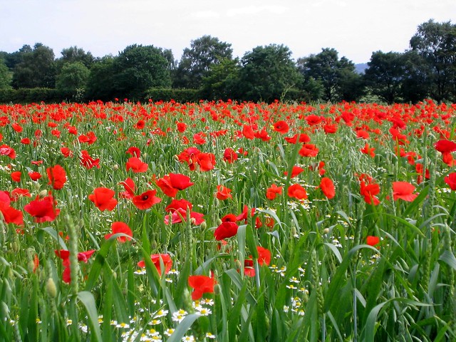 Poppy Field in Shropshire