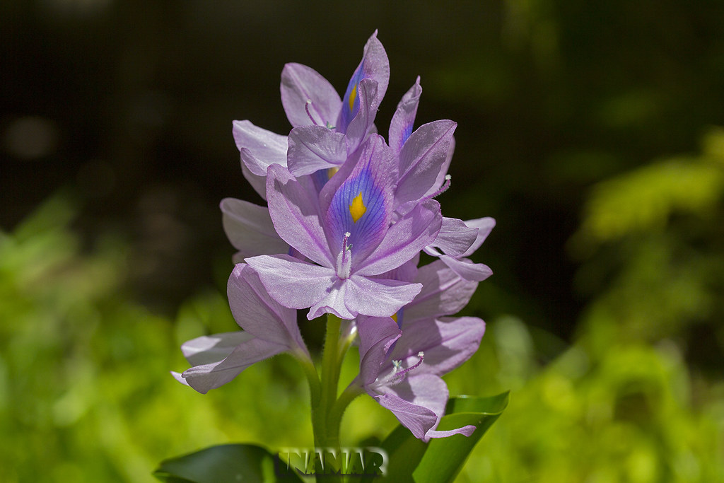 Jacinto de agua (Eichhornia crassipes) | Hoy mi Jacinto de a… | Flickr