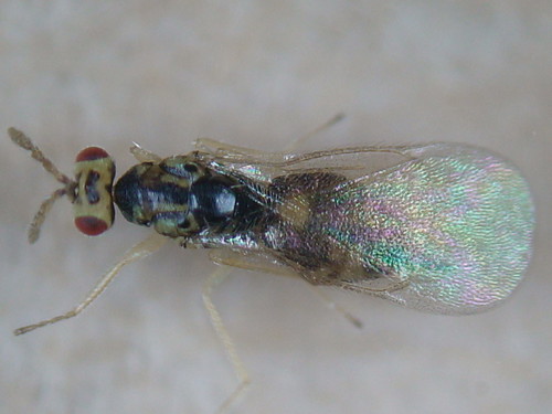 Cirrospilus vittatus | by Fred's Uncle