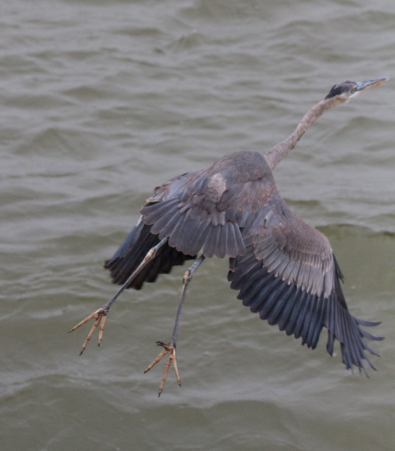 Great Blue Heron 1st year - 11.19.18 - Conowingo Dam, MD