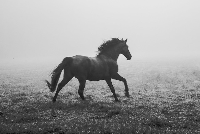 Shiloh's Run in the Fog