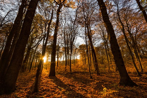 autumn trees fall automne germany deutschland herbst bäume foret forests rheinland forst wälder sunset sol beautiful sonnenuntergang sunshine forest hiking wanderlust wandern kottenforst