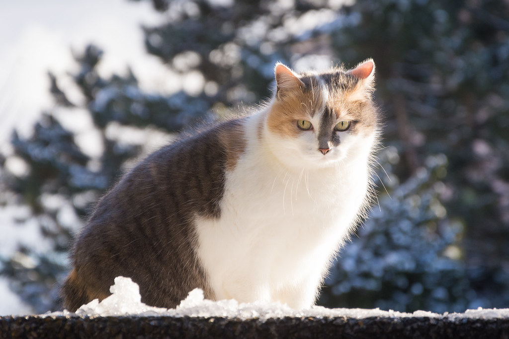 Mimi in the snow