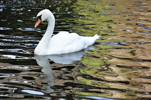 Swan .... | by shazza39