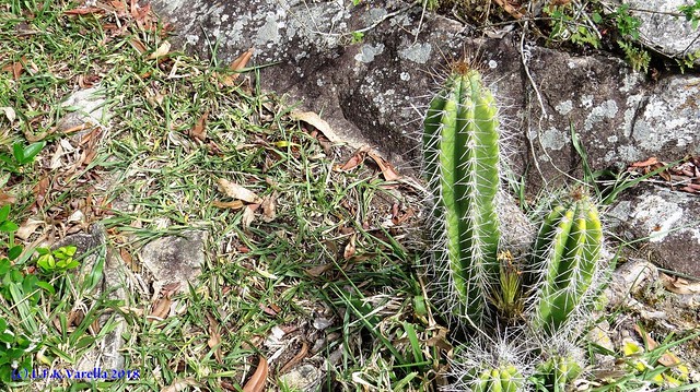 Cereus hildmannianus in situ