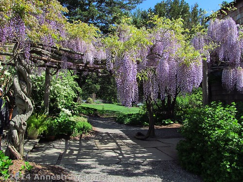 Wisteria at the Willowwood Arboretum, New Jersey