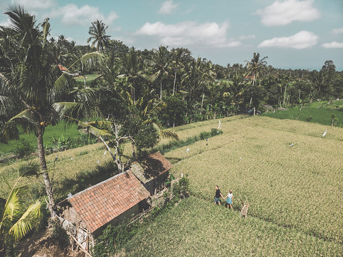 drone aerialview bali woman summer man lifestyle person happy field ricefield nature park female landscape relax outdoor view garden journey holiday style asia travel countryside rice sunlight camera bright tropical mountain agriculture backpack sapling health village lover people young happiness hat vacation leisure love adventure