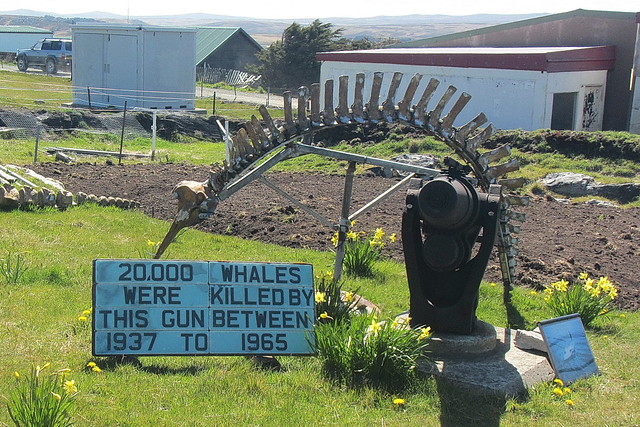 Whale gun