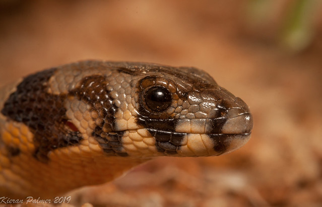 A juvenile eastern hooded scaly-foot (Pygopus schraderi) found in Muttaburra central qld