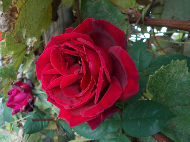 DSCN3578 Rosa profumatissima e vellutata tra le foglie della vite di uva fragola