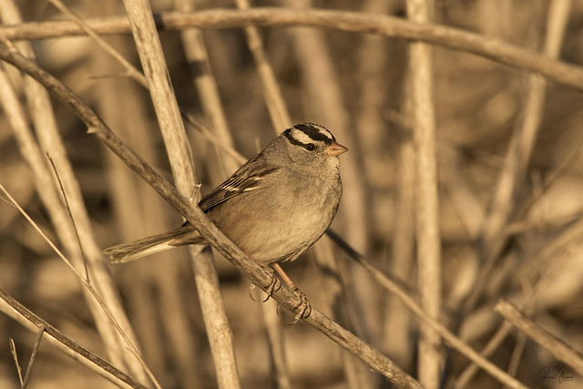 3J3A8831 7D Mark ll Tamron 150-600mm G2 White-crowned Sparrow