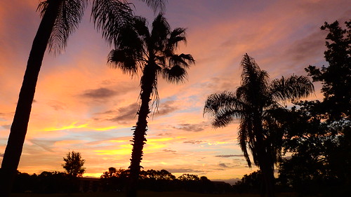 sunrise sunup dawn sun morning sky clouds color red orange pink yellow blue tree palm silhouette weather tropical exotic wallpaper landscape bradenton florida manateecounty nikon coolpix p900 jimmullhaupt cloudsstormssunsetssunrises photo flickr geographic picture pictures camera snapshot photography nikoncoolpixp900 nikonp900 coolpixp900