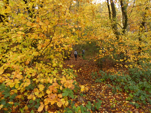 Beech colour, Leith Hill Holmwood to Shamley Green walk