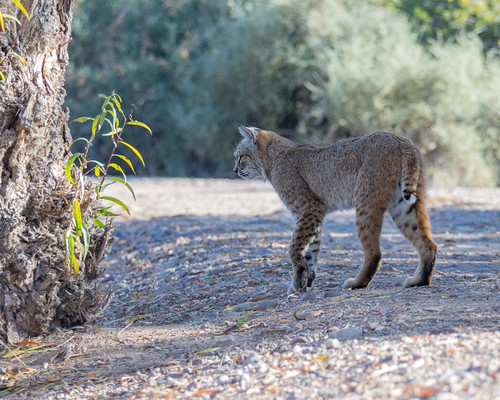 Alert Bobcat Hunting | by dan.weisz