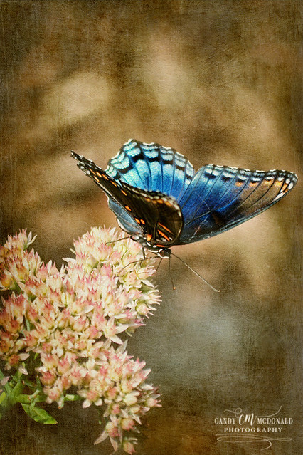 Blue butterfly on sedum
