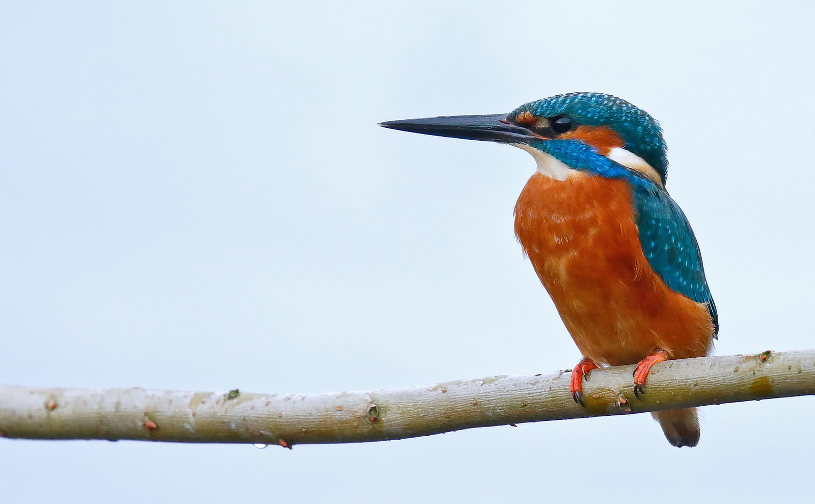 Kingfisher - male