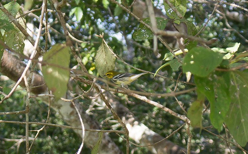 black-throated green-warbler