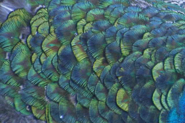 Pfauenfedern - Peacock feathers