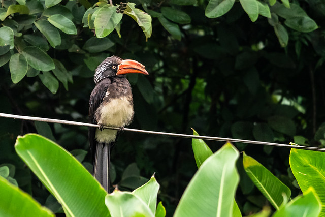 Crowned Hornbill/ Tockus alboterminatus