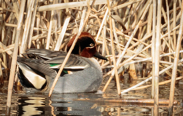 Teal on the edge of the reeds
