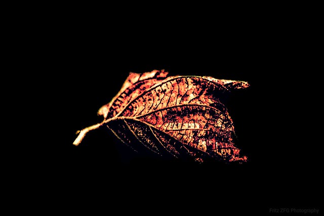 falling Leaf