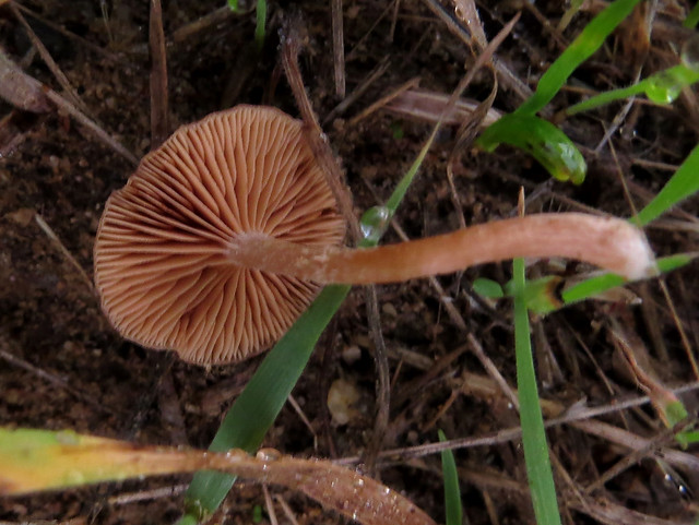 Hillside twiglit mushroom