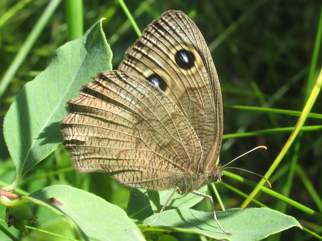 Cercyonis pegala (clouded wood nymph), female