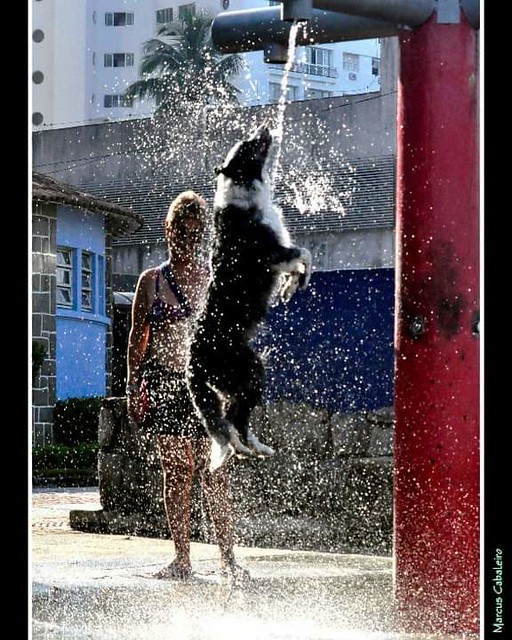 Bebendo Água Na Fonte Foto Marcus Cabaleiro Site: https://marcuscabaleirophoto.wixsite.com/photos Blog: http://marcuscabaleiro.blogspot.com.br/              IIOIIOIIOIIOIIOIIOIIOII #marcuscabaleiro #brasil #santos #BorderCollie #dog #color #baixadasantist
