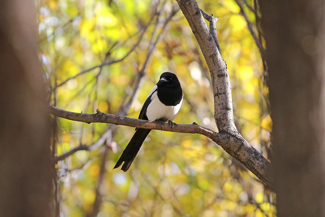Oriental Magpie, Olympic Forest Park, Beijing, China October 2018