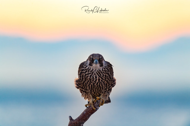 Peregrine Falcon - Falco peregrinus | 2018 - 36