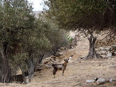 Greek goat with olive trees, on the trail out of Pyrgos, Tinos