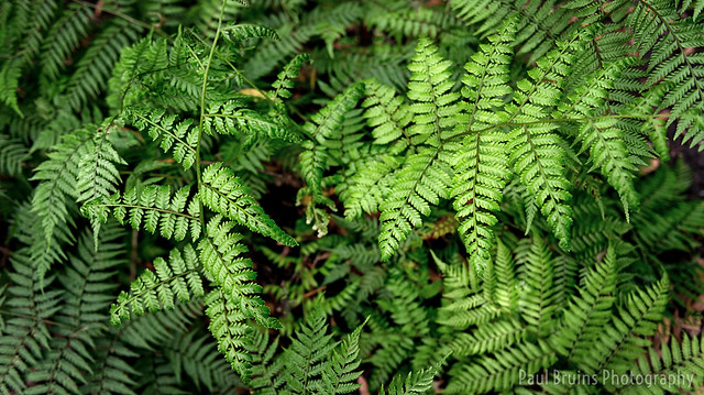 Forest Fern Fronds