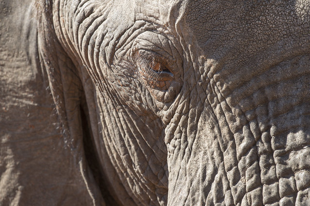 African Elephant, Ivory Lodge, Hwange National Park, Zimbabwe