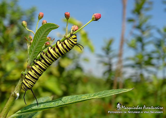 The monarch butterfly caterpillar - Danaus erippus (Cramer, 1775)