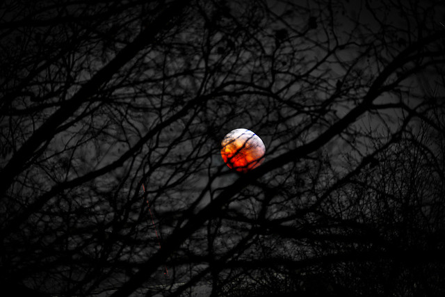 Mister Blood Moon behind the trees