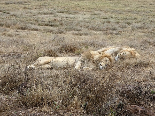East African lion  - Panthera leo melanochaita