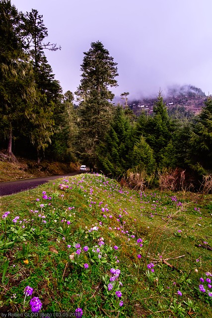 Bondey - Haa Highway: Photo-stop on the way to Chele La Pass