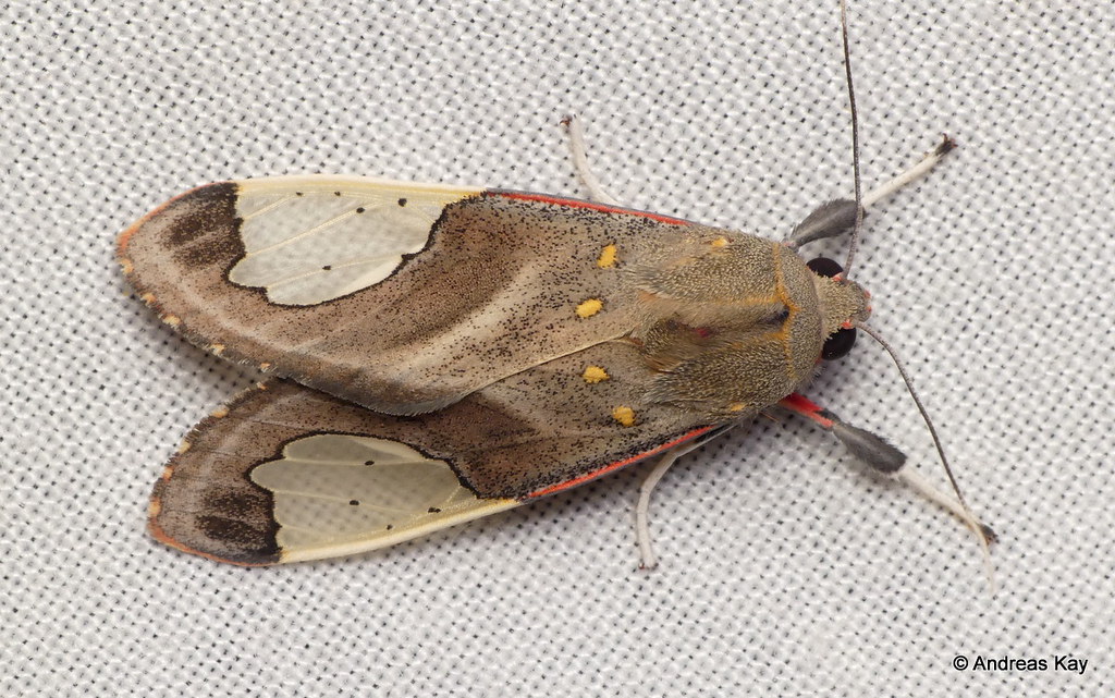 Tiger moth, Bertholdia sp. | from Ecuador: www.flickr.com/an… | Flickr