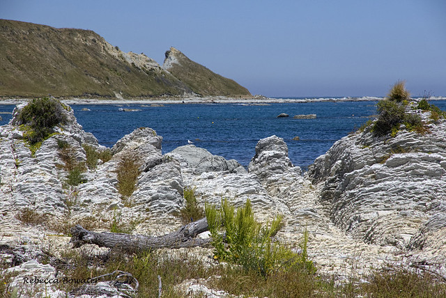 Kaikoura South Bay Limestone Rock