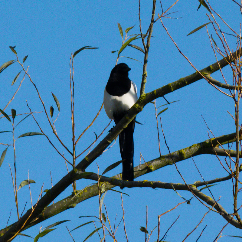 Magpie on willow branch, Doxey