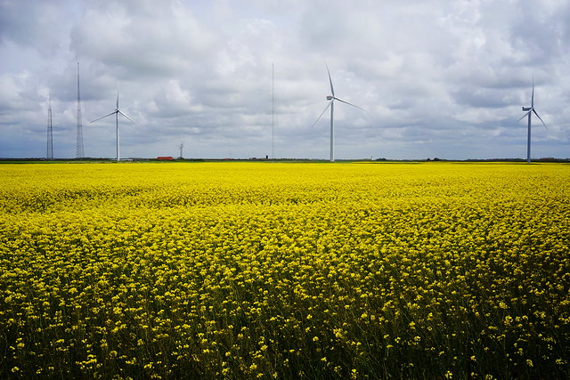 Rapeseed and windmills