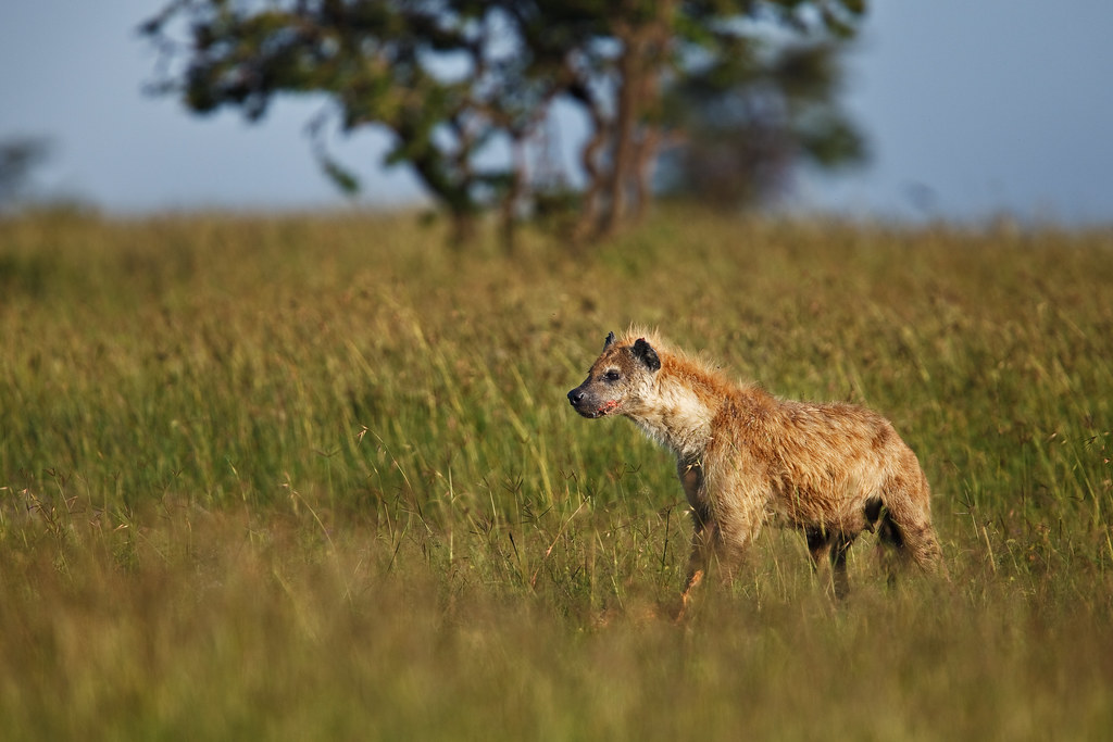 Hyena on the Lookout