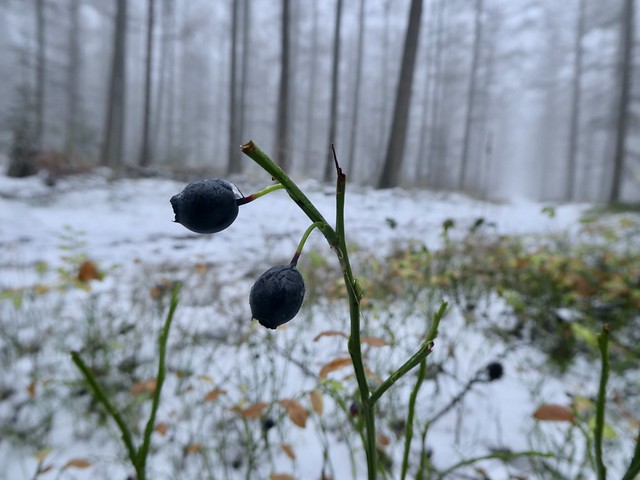 blueberries in the snow
