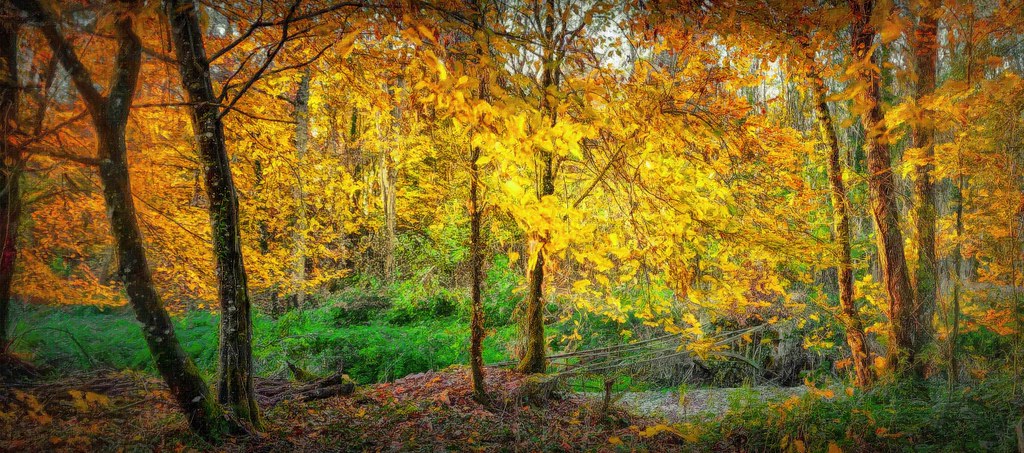 les sous bois en automne sigma art DG 24 mm f 1.4 sony A7r… | Flickr