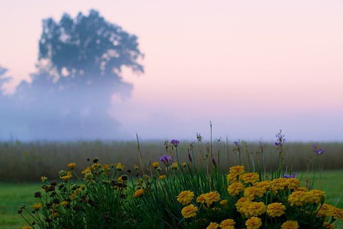 landscape flower sunrise dawn countryside dof nature