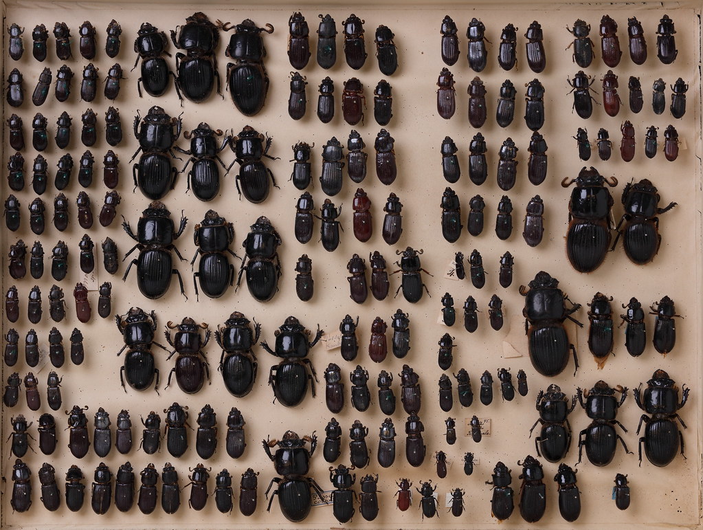 coleoptera-passalidae-div-unbest-4884 | 1 of 6000 insect dra… | Flickr