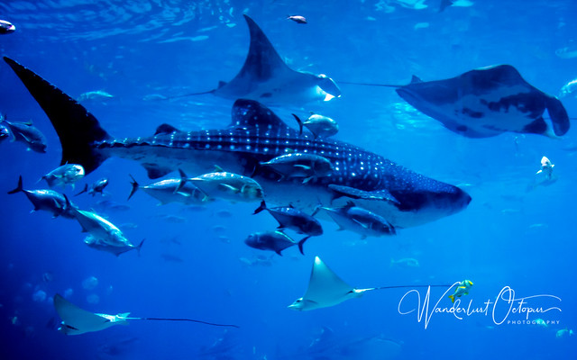 Whale Shark and Rays