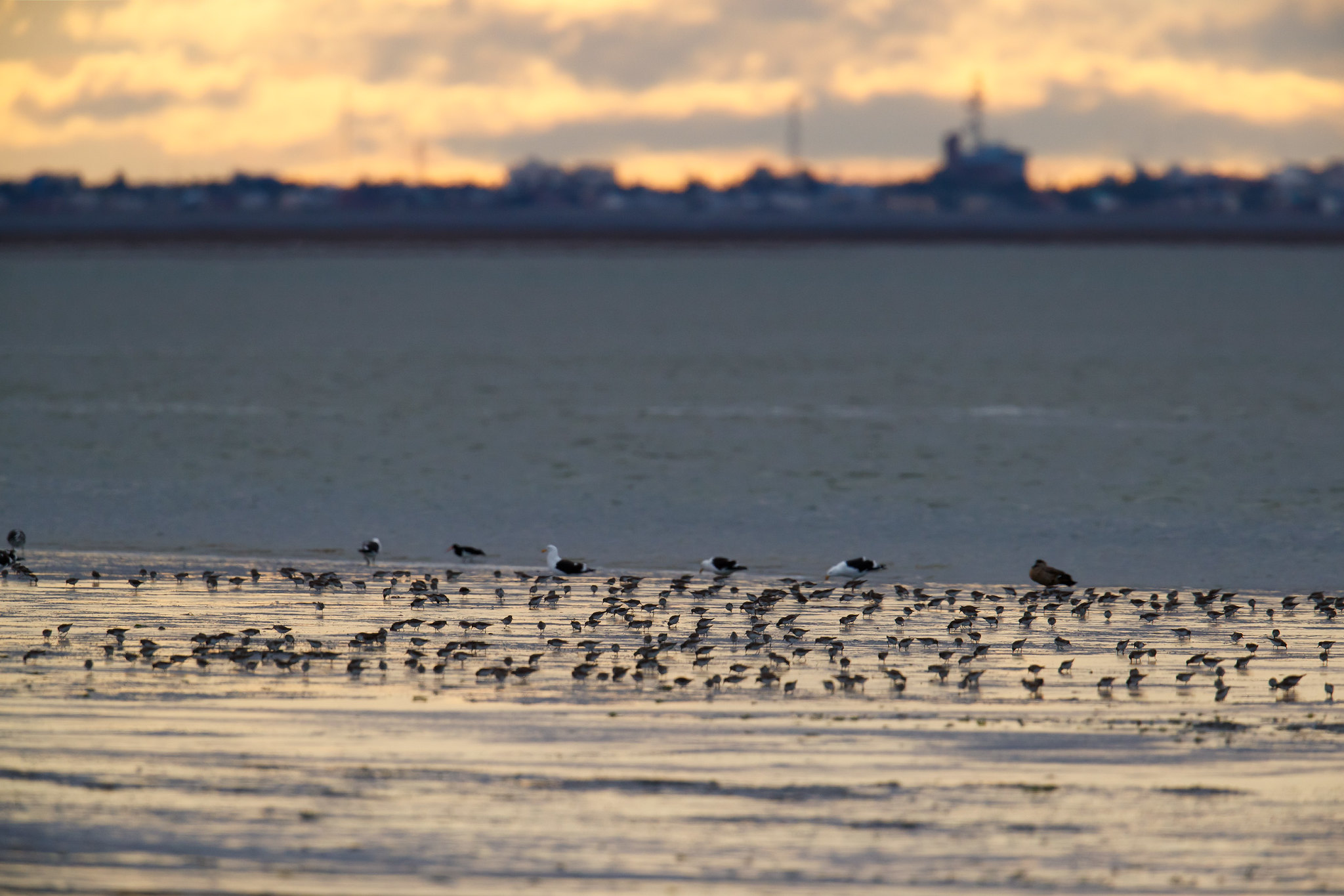 Calidris fuscicollis | White-rumped Sandpiper | vitgumpsnäppa