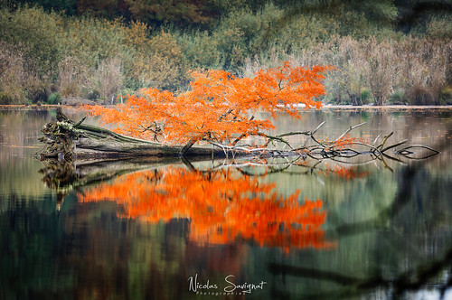 2018 arbres automn autumn cypreschauve etangdebaix lake nicolassavignat tree saintbaudilledelatour isère france fr
