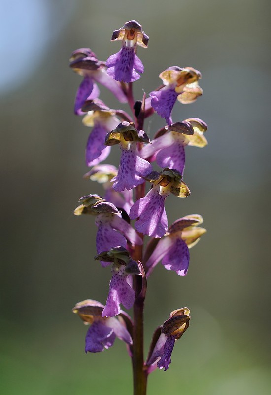 20180530-038F | Spitzels Knabenkraut (Orchis spitzelii) im Norden Gotlands. Gotland/Schweden, 30.05.2018